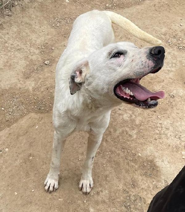 Cubra cagnolona incrocio dogo Foto 4